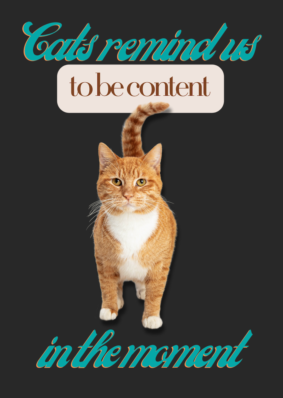 Cats remind us T-Shirt